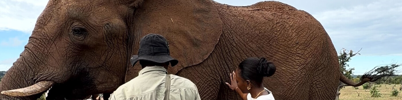 Close-up elephant encounter in an African landscape